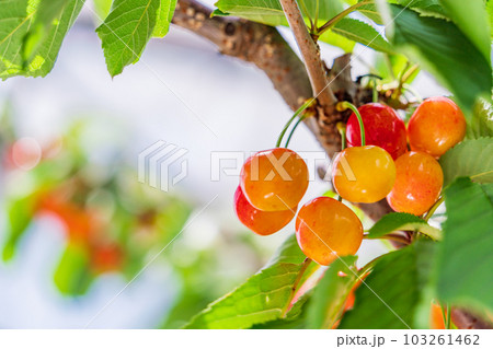 (山梨県)さくらんぼ狩り園のさくらんぼ (山梨県)さくらんぼ狩り園のさくらんぼ 103261462
