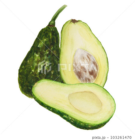Avocado watercolor hand drawn realistic illustration. Whole and halves. Green and fresh art of salad, sauce, guacamole, smoothie ingredient. For textile, menu, cards, paper, package design Avocado watercolor hand drawn realistic illustration. Whole and halves. Green and fresh art of salad, sauce, guacamole, smoothie ingredient. For textile, menu, cards, paper, package design 103261470