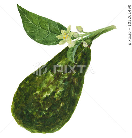 Avocado watercolor hand drawn realistic illustration. Green and fresh art of salad, sauce, guacamole, smoothie ingredient. For textile, menu, cards, paper, package design 103261490