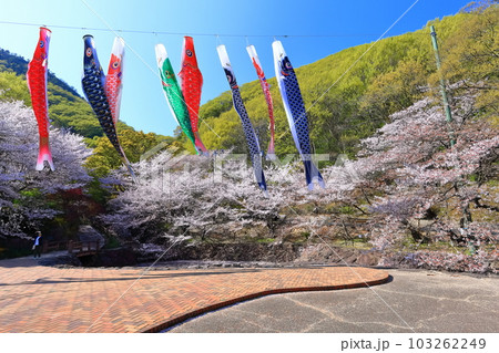 【香川県】春の不動の滝カントリーパーク（桜と鯉のぼり） 103262249
