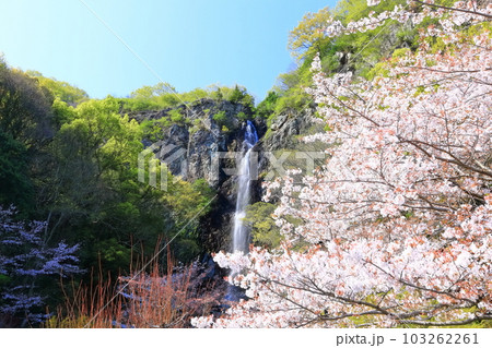 【香川県】桜咲く春の不動の滝カントリーパーク 【香川県】桜咲く春の不動の滝カントリーパーク 103262261