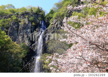 【香川県】桜咲く春の不動の滝カントリーパーク 103262269