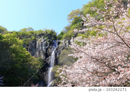 【香川県】桜咲く春の不動の滝カントリーパーク 103262271