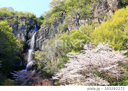 【香川県】桜咲く春の不動の滝カントリーパーク 103262272