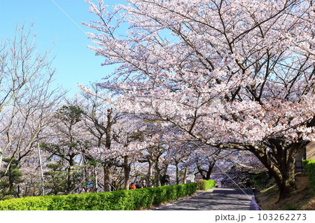 【香川県】桜咲く春の不動の滝カントリーパーク 【香川県】桜咲く春の不動の滝カントリーパーク 103262273