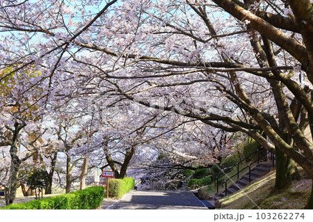 【香川県】桜咲く春の不動の滝カントリーパーク 【香川県】桜咲く春の不動の滝カントリーパーク 103262274