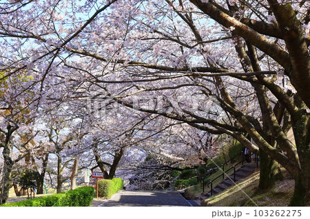 【香川県】桜咲く春の不動の滝カントリーパーク 103262275