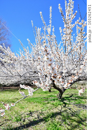箕郷梅林（群馬県） 103262451