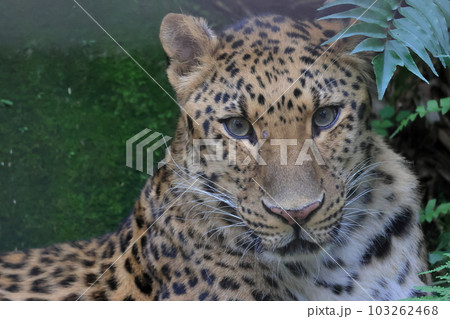 アムールヒョウ 103262468