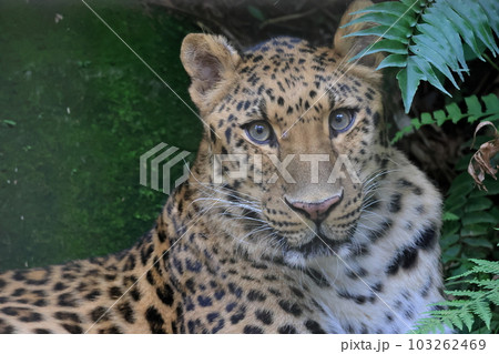 アムールヒョウ 103262469