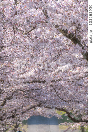 円応寺の桜の参道 103263950