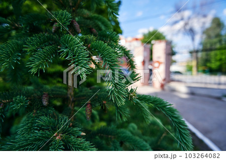 Spruce branches in the city close-up on blurred background 103264082