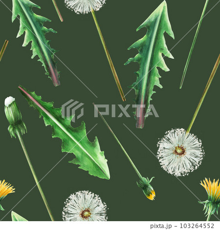 Watercolor seamless pattern with dandelions flowers and green leaves. Hand painting clipart botanical meadow illustration on a white isolated background. For designers, decoration, postcards, wrapping Watercolor seamless pattern with dandelions flowers and green leaves. Hand painting clipart botanical meadow illustration on a white isolated background. For designers, decoration, postcards, wrapping 103264552