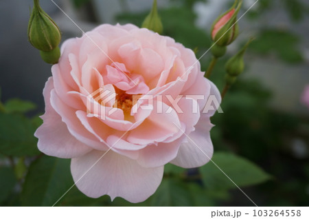花巻温泉バラ園 花巻温泉バラ園 103264558