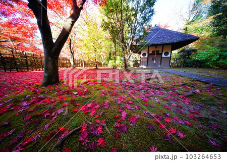 紅葉とお堂 103264653