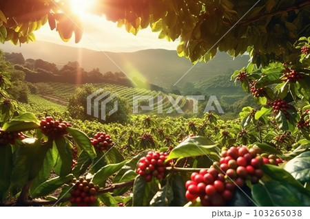 Rustic coffee plantation scene, showcasing rows of lush, green coffee plants, with ripe, red coffee cherries ready for harvest. Generative Ai 103265038