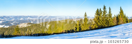 On the lawn covered with snow the nice trees are standing poured with snowflakes in frosty winter day 103265730