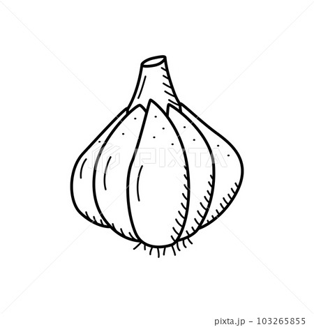 Garlic head sketch icon, vector drawing of a vegetable on a white background. Garlic head sketch icon, vector drawing of a vegetable on a white background. 103265855