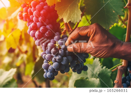 Close-up of a man picking red wine grapes on vine in vineyard. Generative AI 103266031