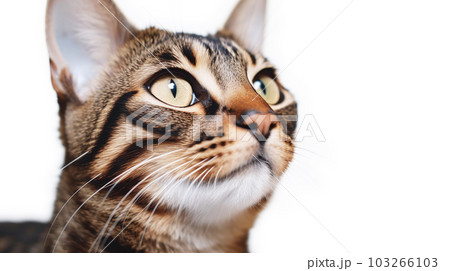 ベンガル猫 白背景 ベンガル猫 白背景 103266103