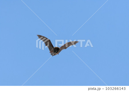昼間の青空をヒラヒラと飛ぶコウモリ 103266143