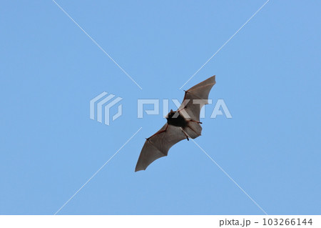 昼間の青空をヒラヒラと飛ぶコウモリ 昼間の青空をヒラヒラと飛ぶコウモリ 103266144