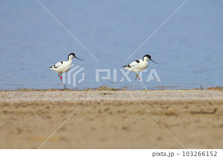 Avocet ringed 103266152