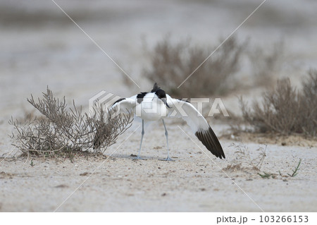 Amazing pied avocet (Recurvirostra avosetta) Amazing pied avocet (Recurvirostra avosetta) 103266153