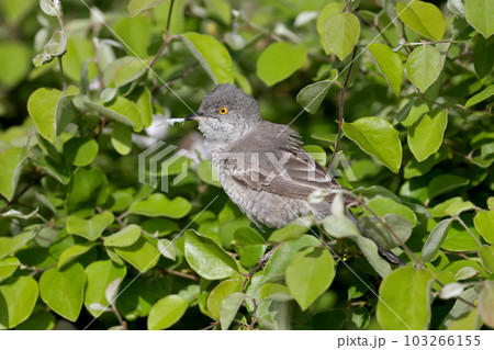 Amazing barred warbler (Curruca nisoria) Amazing barred warbler (Curruca nisoria) 103266155