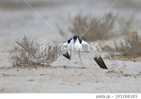 Amazing pied avocet (Recurvirostra avosetta) 103266165