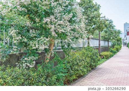 神田川四季の道 103266290