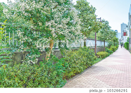 神田川四季の道 103266291