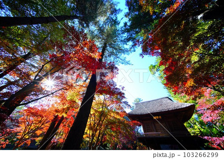 秋の平林寺 秋の平林寺 103266299