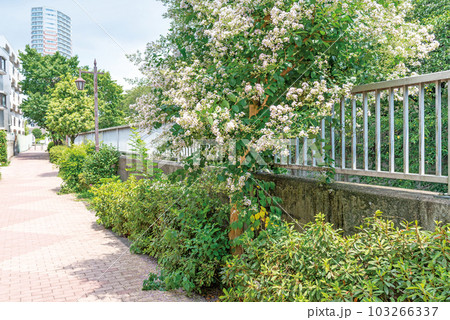 神田川四季の道 神田川四季の道 103266337