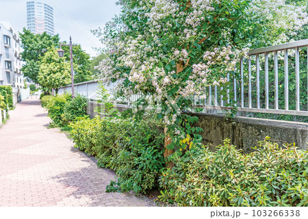 神田川四季の道 103266338