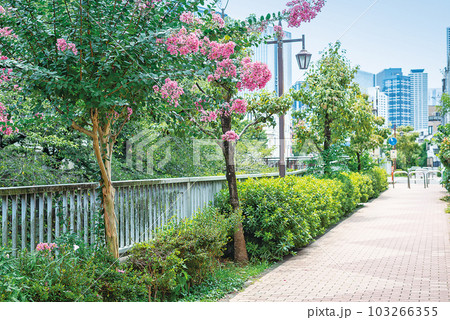 神田川四季の道 103266355