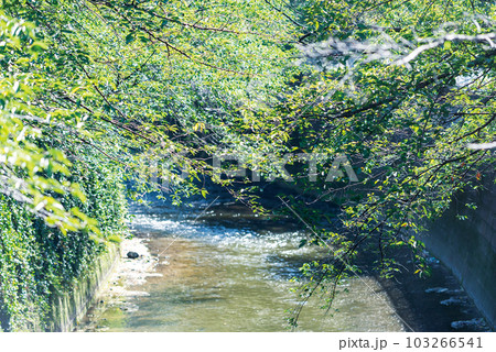 神田上水公園 神田上水公園 103266541