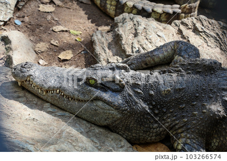 The thai crocodile rest on the garden The thai crocodile rest on the garden 103266574