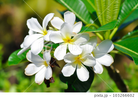 frangipani, frangipani flower or pagoda tree 103266602