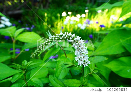 トラノオの花 トラノオの花 103266855