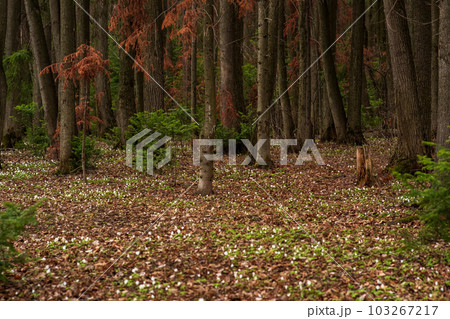 early spring forest natural landscape with first flowers wood anemones 103267217