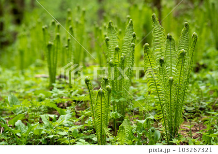 natural spring background, forest landscape with sprouts of ferns 103267321