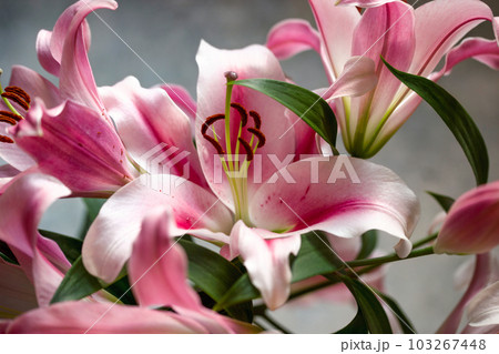 Pink bunch of lily flowers. Purple lilies in a bouquet. Lily close up. 103267448