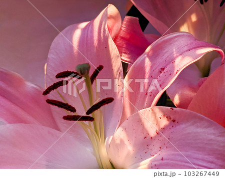 Pink bunch of lily flowers. Purple lilies in a bouquet. Lily close up. 103267449