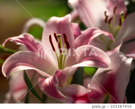 Pink bunch of lily flowers. Purple lilies in a bouquet. Lily close up. 103267450