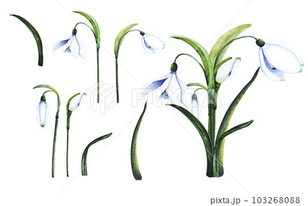 Watercolor snowdrops. Botanical illustration of flowers. Watercolor illustration of a bouquet on a white background. Bud, flower, inflorescence, leaf. For print, design and decor Watercolor snowdrops. Botanical illustration of flowers. Watercolor illustration of a bouquet on a white background. Bud, flower, inflorescence, leaf. For print, design and decor 103268088