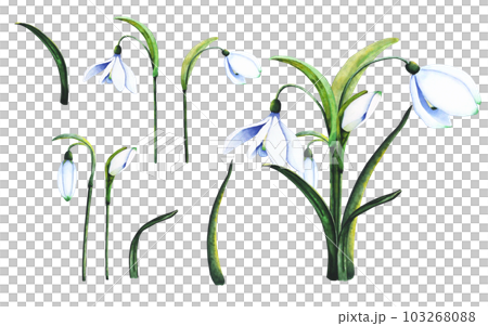 Watercolor snowdrops. Botanical illustration of flowers. Watercolor illustration of a bouquet on a white background. Bud, flower, inflorescence, leaf. For print, design and decor Watercolor snowdrops. Botanical illustration of flowers. Watercolor illustration of a bouquet on a white background. Bud, flower, inflorescence, leaf. For print, design and decor 103268088