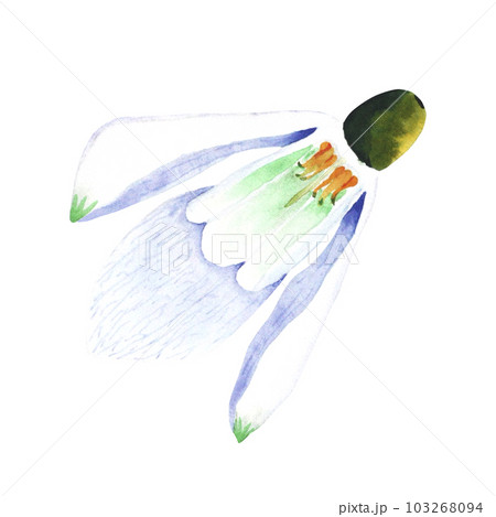 Watercolor snowdrop. Botanical illustration of flower. Watercolor illustration of plant on a white background. Bud, flower, inflorescence. For print, design and decor 103268094