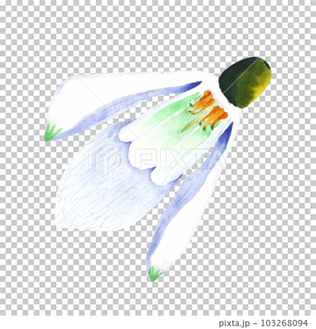 Watercolor snowdrop. Botanical illustration of flower. Watercolor illustration of plant on a white background. Bud, flower, inflorescence. For print, design and decor 103268094
