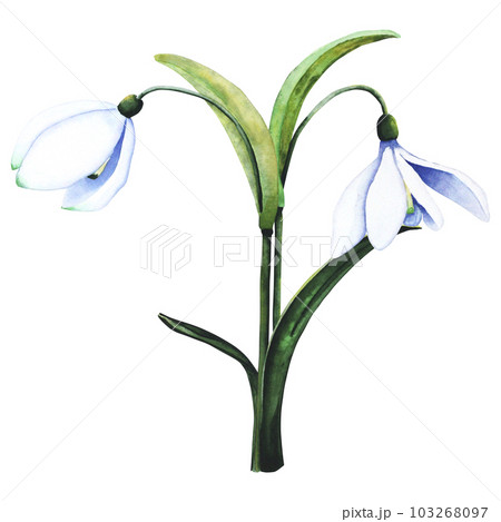 Watercolor snowdrops. Botanical illustration of flowers. Watercolor illustration of a bouquet on a white background. Bud, flower, inflorescence, leaf. For print, design and decor Watercolor snowdrops. Botanical illustration of flowers. Watercolor illustration of a bouquet on a white background. Bud, flower, inflorescence, leaf. For print, design and decor 103268097